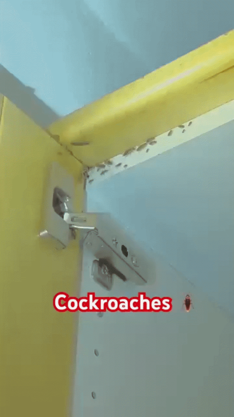 6 reasons cockroaches are dangerous to your home